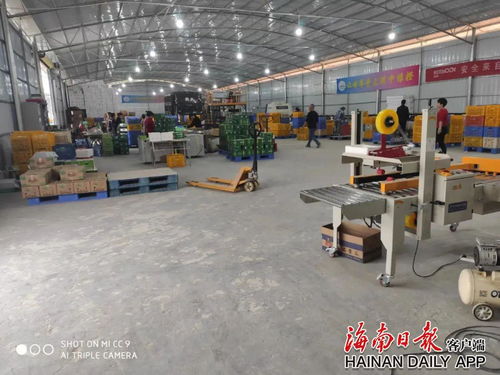 瓊中 綠橙加工廠進村，群眾持家增收兩不誤
